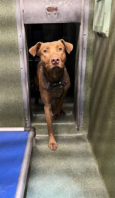 REX - Pit Bull Terrier available for adoption