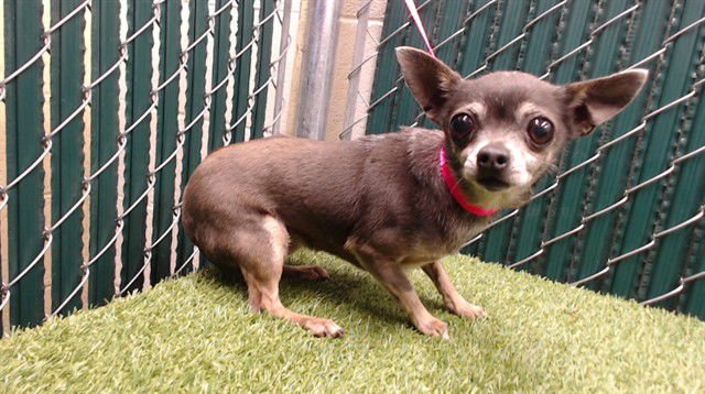 LADY - Chihuahua available for adoption