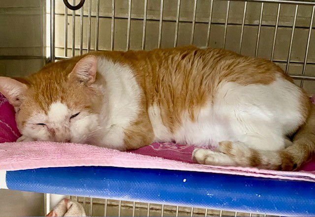 TEZCATLI - Domestic Short Hair available for adoption