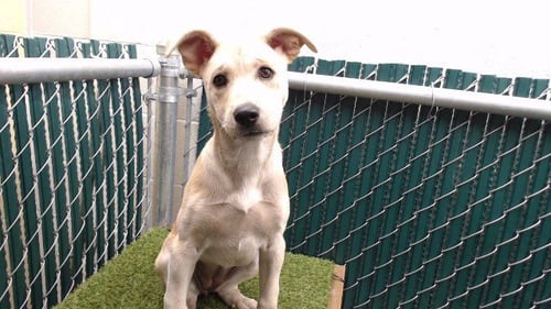 JEANNIE - Labrador Retriever / German Shepherd Dog available for adoption