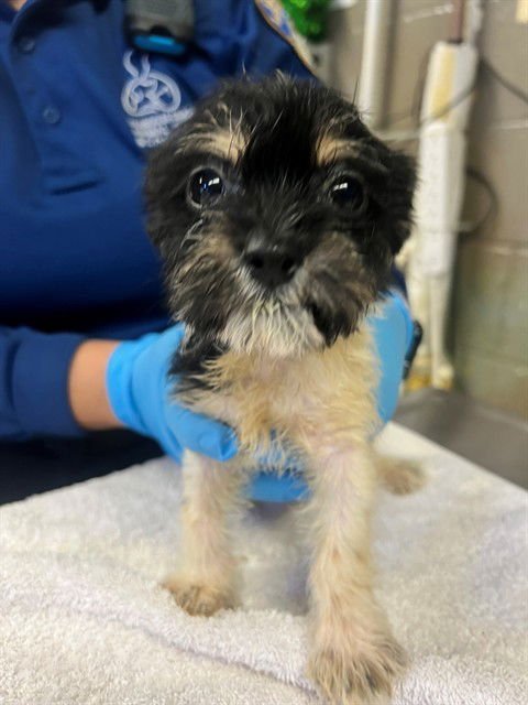 A5761894 - Terrier available for adoption