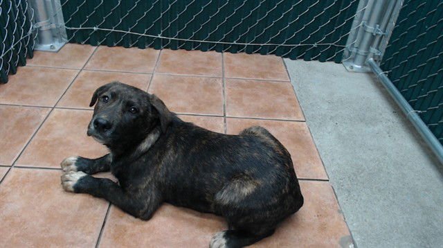 JR - German Shepherd Dog available for adoption