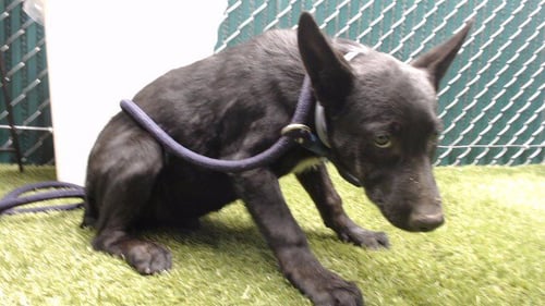 SHERLOCK - Australian Shepherd available for adoption