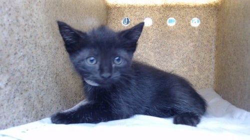 PONYBOY - Domestic Short Hair available for adoption