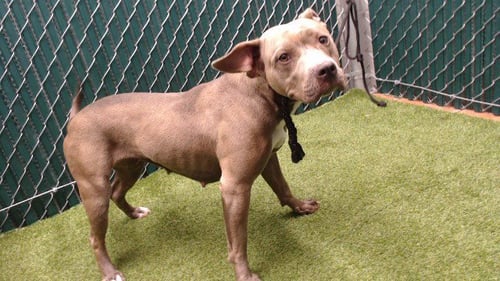 FIFI - Pit Bull Terrier available for adoption