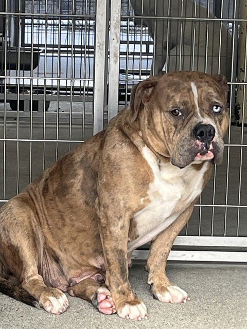 MINK - Pit Bull Terrier available for adoption