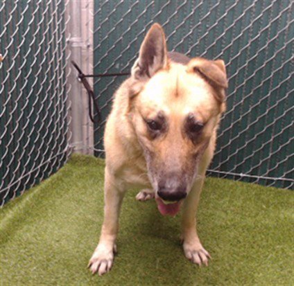 ZEUS LINK - German Shepherd Dog available for adoption