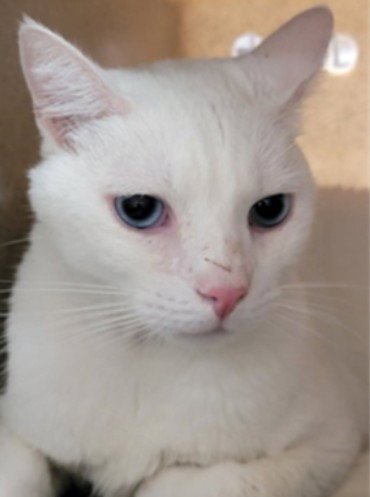 PABLO - Domestic Short Hair available for adoption