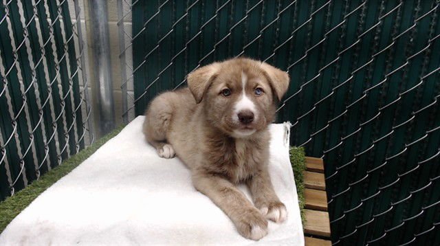 MIA - Pit Bull Terrier available for adoption