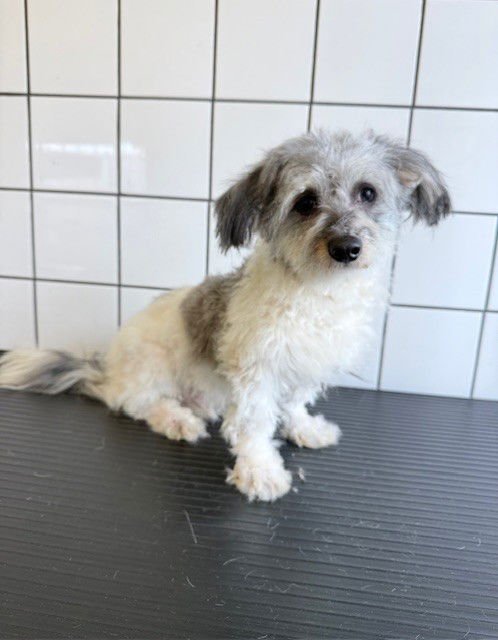 GALAXY - Terrier available for adoption