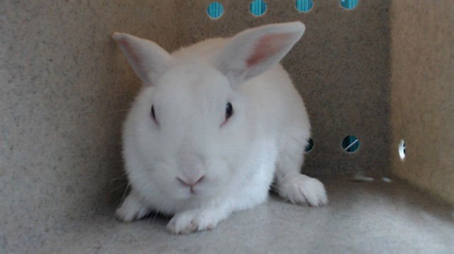 OLIVIA - Shorthaired Rabbit available for adoption