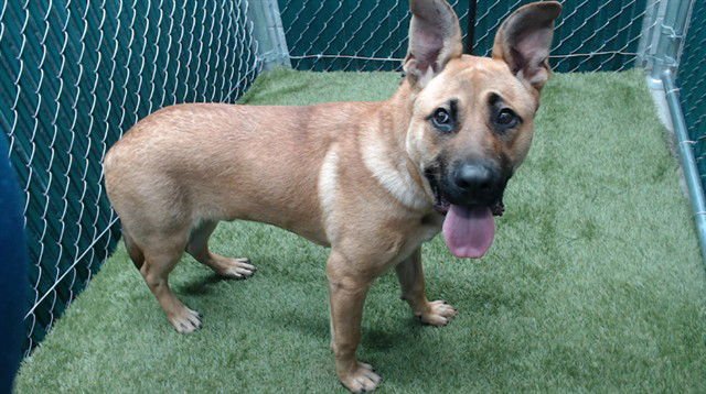 WOODROW - German Shepherd Dog available for adoption