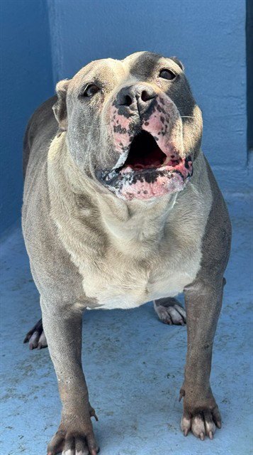 MOO MOO - Pit Bull Terrier available for adoption