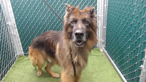 DRACO - German Shepherd Dog available for adoption