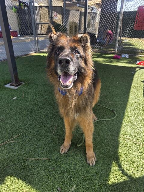 DRACO - German Shepherd Dog available for adoption