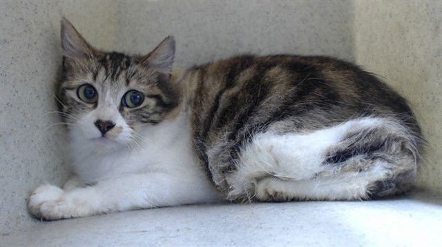 VALENTINE - Domestic Short Hair available for adoption