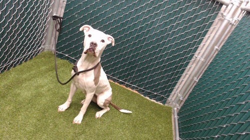 GENEVIEVE - Pit Bull Terrier available for adoption