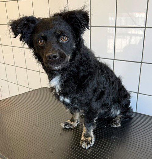 DANIEL - Terrier available for adoption