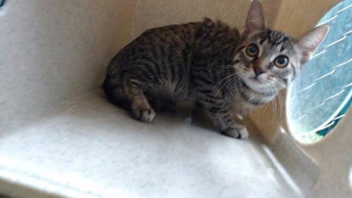 EVIE - Domestic Short Hair available for adoption