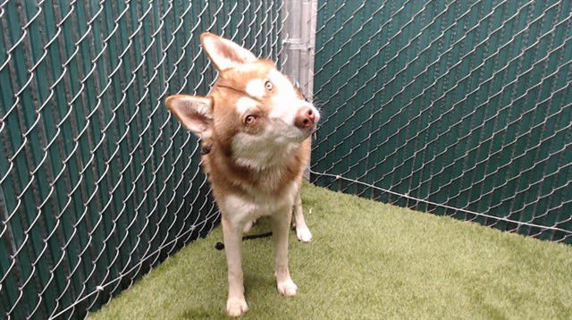 SERGEI - Siberian Husky available for adoption