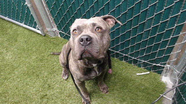 O-REN - Pit Bull Terrier available for adoption