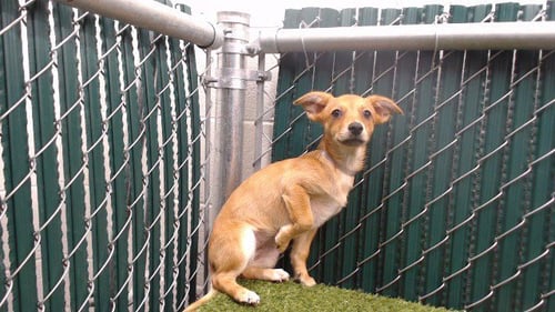 ELSY - Chihuahua available for adoption