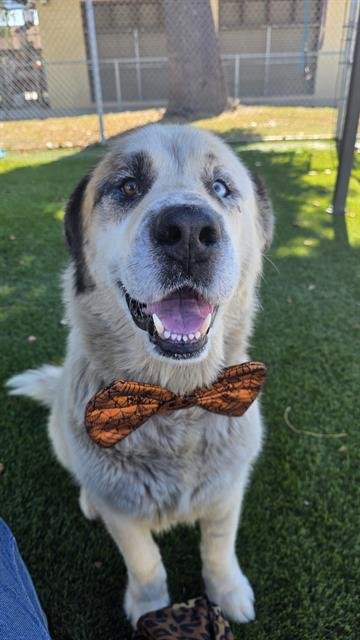 BRUNO - Saint Bernard available for adoption