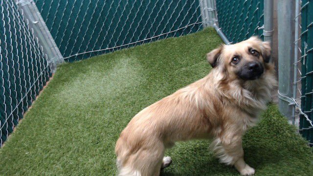 GORDON - Terrier available for adoption