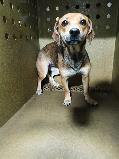 LANA - Chihuahua / Dachshund available for adoption