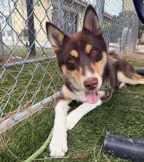 ASPEN - Siberian Husky available for adoption