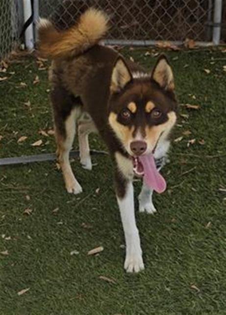 ASPEN - Siberian Husky available for adoption