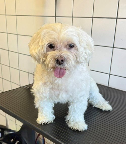 LOVE - Poodle (Toy) available for adoption