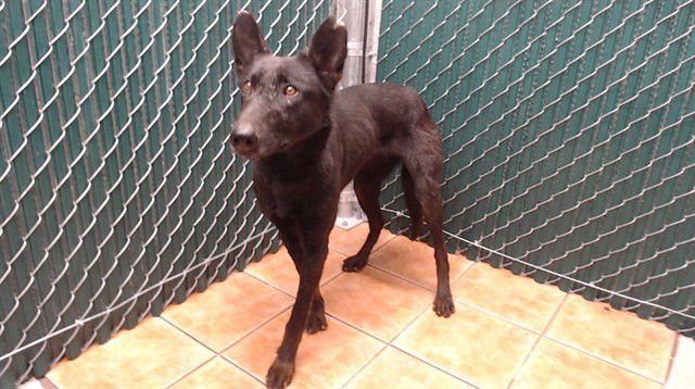 LAYLA - Belgian Shepherd Malinois available for adoption