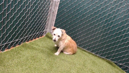 BROWNY - Terrier available for adoption