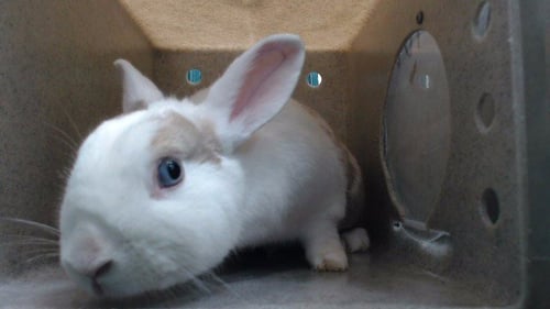 A5788098 - Shorthaired Rabbit available for adoption