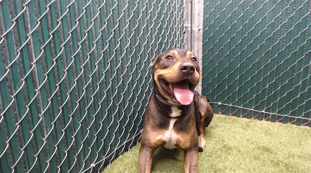 TORETTO - Pit Bull Terrier available for adoption