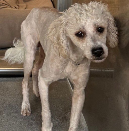 MARTY - Terrier available for adoption