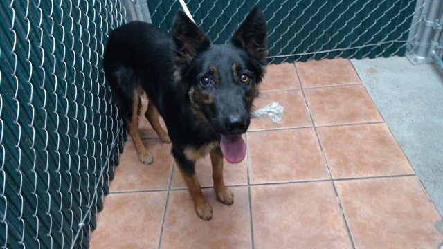 ROXY - German Shepherd Dog available for adoption
