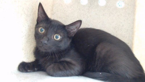 TIANCA - Domestic Short Hair available for adoption