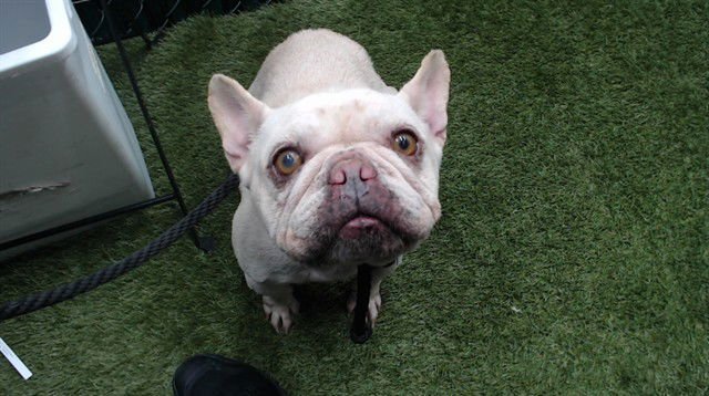 MISSY - French Bulldog available for adoption