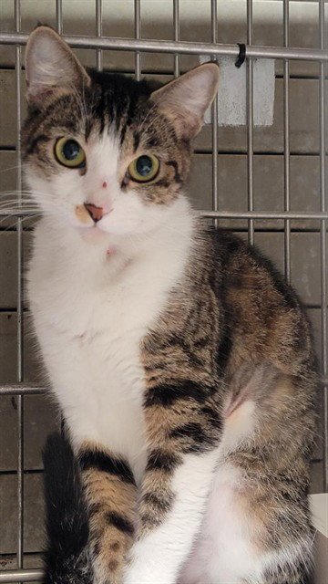MIMI - Domestic Short Hair available for adoption