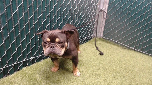 APOLLO - French Bulldog available for adoption