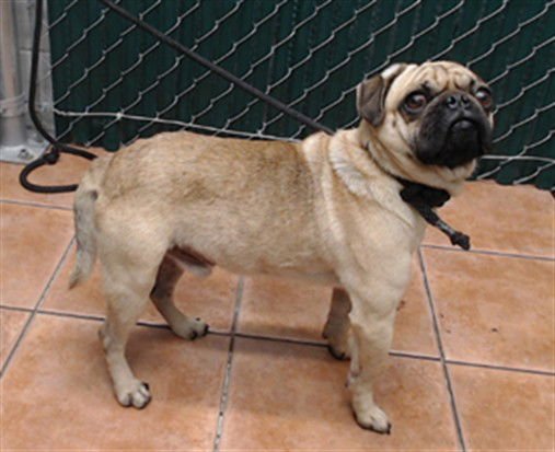 TILLY - Pug available for adoption