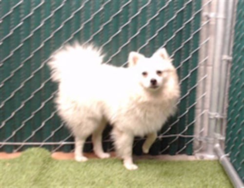 LEON - American Eskimo Dog available for adoption