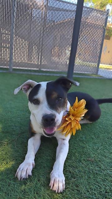 SUGAR - Pit Bull Terrier available for adoption