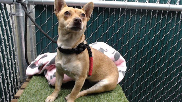 PEPPERCORN - Chihuahua available for adoption