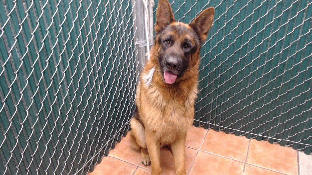 SHERLOCK - German Shepherd Dog available for adoption