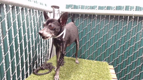 CJ - Chihuahua available for adoption