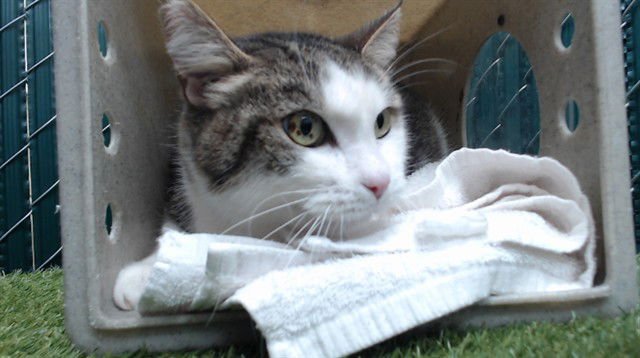 THEO - Domestic Short Hair available for adoption