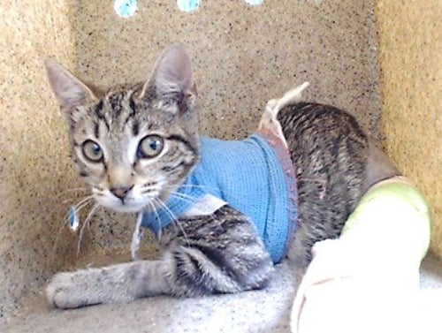 BERKELEY - Domestic Short Hair available for adoption